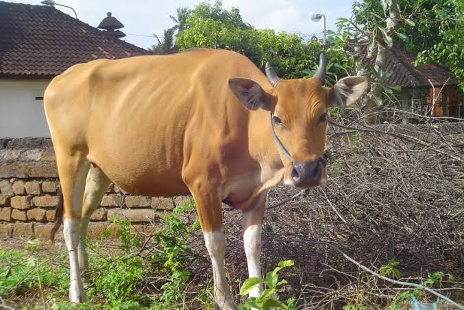 Riau  Pasok Semen Beku Sapi Jantan Untuk  Empat Provinsi